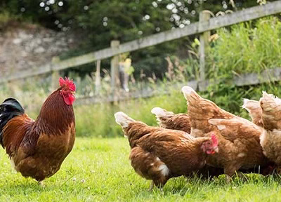 فیلم پرورش جوجه مرغ و خروس