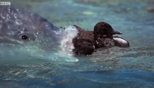 شکار پرنده توسط ماهی گیش بزرگ