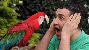 طوطی بی تربیت