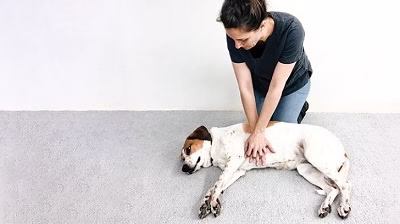 عملیات احیای قلبی تنفسی در سگ ها