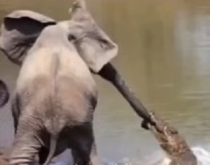 لحظات زیبا حیات وحش 3