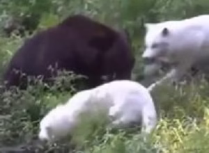 لحظات زیبا حیات وحش 7