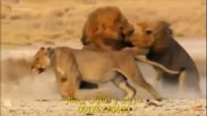 لحظات زیبا حیات وحش 8