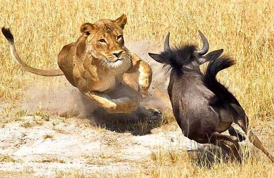 لحظات زیبا حیات وحش