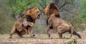 مبارزه خونین شیرشیرهای نر Battle of the male lions