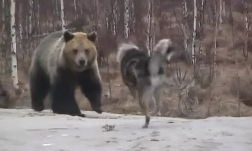 فیلم جنگ خونین خرس و سگ گرسنه