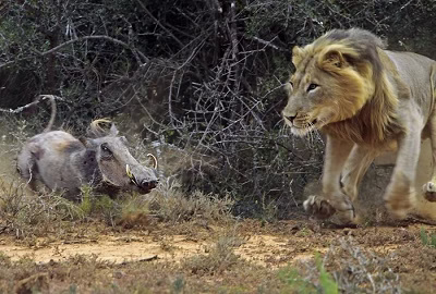 شیر ها شکار میخورند...