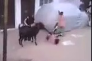 Animal Attack on Human