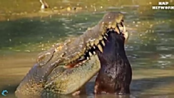 Anthology of the most brutal animal battles and attacks on humans