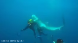Attack of wild marine animals on humans