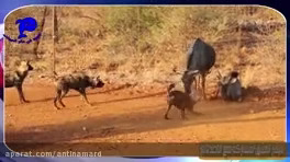 Conflict and psychological operations of wild dogs for hunting animals