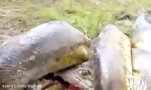 Crushed bones of crocodiles by Snake Python