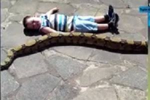 Documentary attack of predatory animals on humans