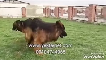 Dog mating, Animal mating