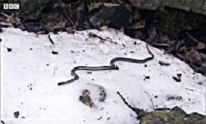 Finding Pair of Females Using Male Body Snake - Pairing Snakes