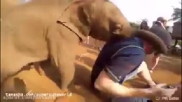 Funny clips of animals attacking humans