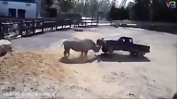 Horrific attacks on wild animals by humans captured by cameramen