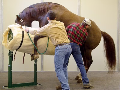 Horse sperm-breeding and horse mating and horse breeding (artificial fertilization)