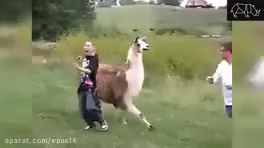 Nearby Animal Attack - [2020] - Animal Attack