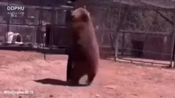 Scary scenes of animal attack on humans