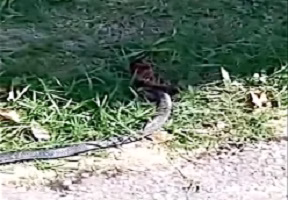 Snake, a thousand feet