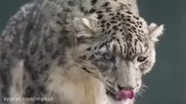 Spectacular attack of hunting animals on humans and hunting