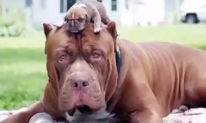 The 10 Most Expensive Dogs in the World