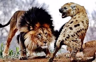 War and battle of hyenas in wildlife and animal hunting