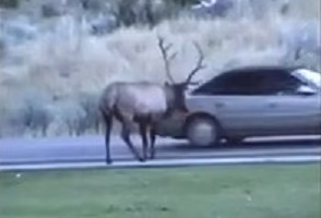 Wild animal attack on human car
