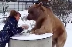 Wildlife / Bears documentary