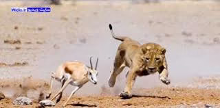 بهترین صحنه های تعقیب و شکار حیوانات وحشی