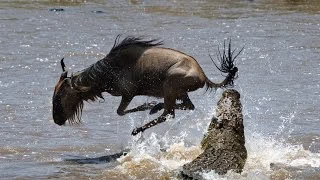 The most scary wild animal hunt