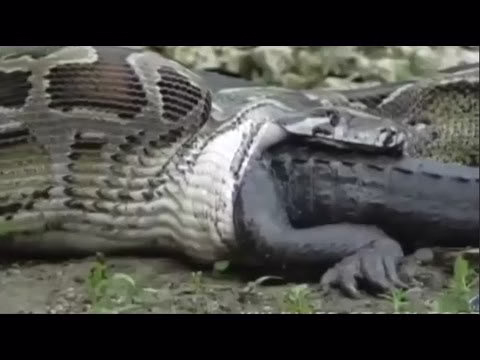 تمساح در مقابل بز کوهی، فیل، گنو، گورخر به مرگ شگفت انگیز ترین حیوانات وحشی