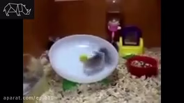 The most shocking animal attack