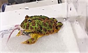 جفت گیری موش خوشکل با قورباغه زشت