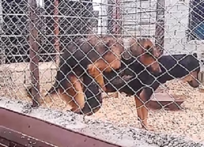 جفتگیری سگ ژرمن شپرد