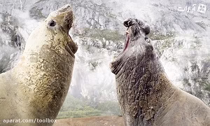 جوجه ها رو زنده زنده خورند!!!!