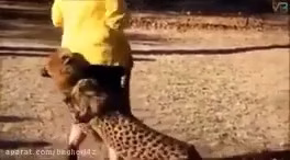 Attack of wild predatory animals on humans