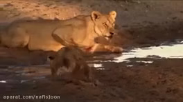 Animal Attack - Wild Animal Fight