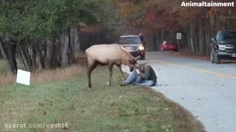 حمله حیوانات وحشی ,حمله حیوانات