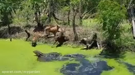 حمله سگ ها به کروکودیل غول پیکر | مستند حیات وحش