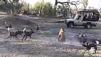 حمله سگ های وحشی به شیر | حمله شیر به سگ های وحشی به صورت همزمان