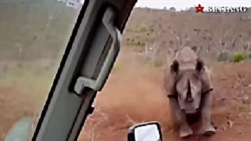 شير ، حمله حیوانات درنده به انسان، حمله حیوانات