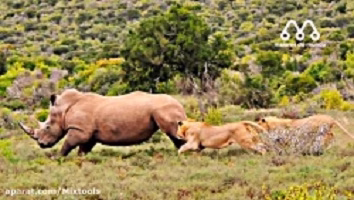 حمله شیر ها به کرگدن