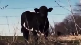 Deadly animal attack on humans