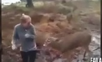 Animal attack on humans