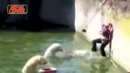 Animal attacks on humans