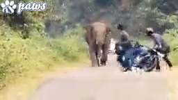 حمله وحشتناک حیوانات وحشی Terrible attack of wild animals