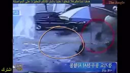 حمله وحشتناک گراز وحشی غول پیکر به انسان ها و حیوانات