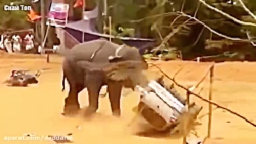 حمله وحشیانه فیل و کرگدن و سایر حیوانات به انسان